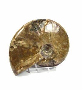 Ammonit Fossil L