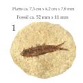 Fisch Fossil Knightia Abbildung 1 mit Maßangaben