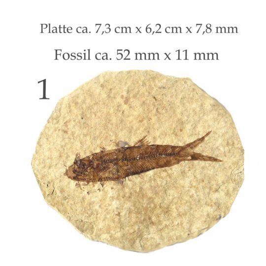 Platte mit versteinertem Fisch Fossil