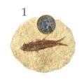 Fisch Fossil Knightia Abbildung 1 mit 1 Euro Münze