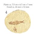 Fisch Fossil Knightia Abbildung 4 mit Maßangaben