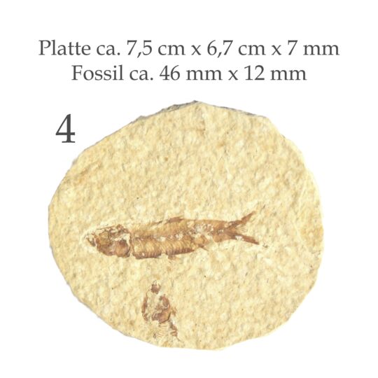 Platte mit versteinertem Fisch Fossil