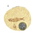 Fisch Fossil Knightia Abbildung 4 mit 1 Euro Stück