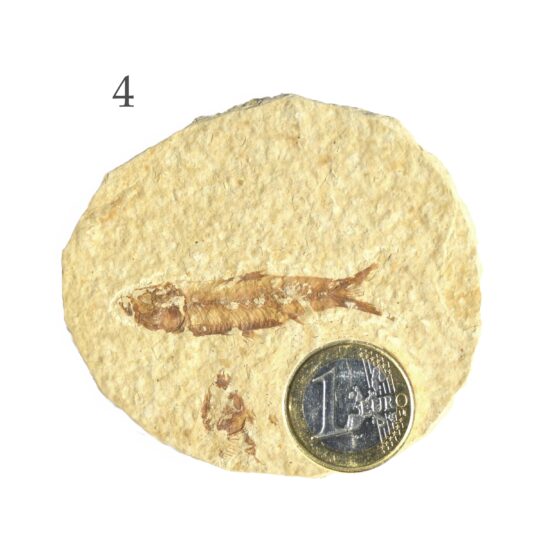 Platte mit versteinertem Fisch Fossil