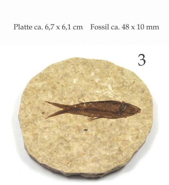 Platte mit versteinertem Fisch Fossil