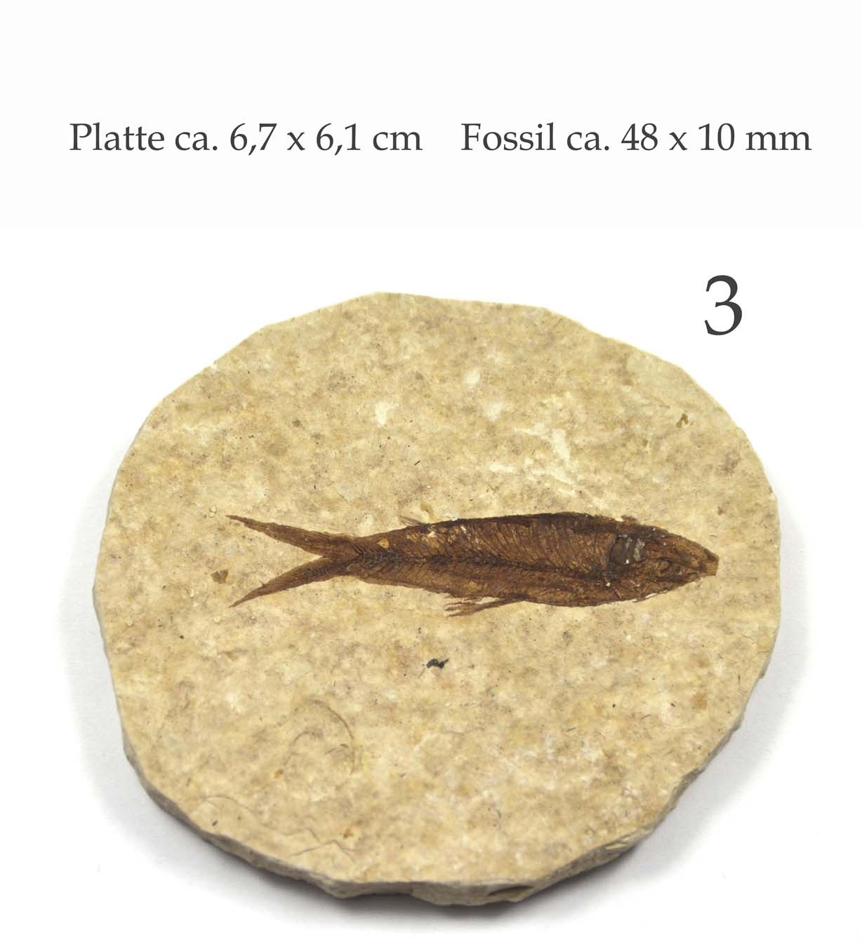 versteinerter Fisch Knightia Abbildung 3