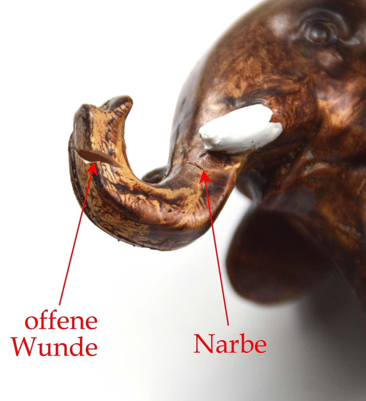 Elefant Whara