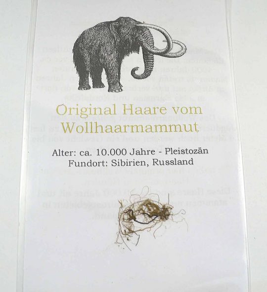 einige Haare vom ausgestorbenen Wollhaarmammut