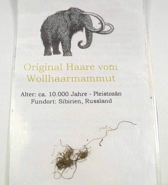einige Haare vom ausgestorbenen Wollhaarmammut