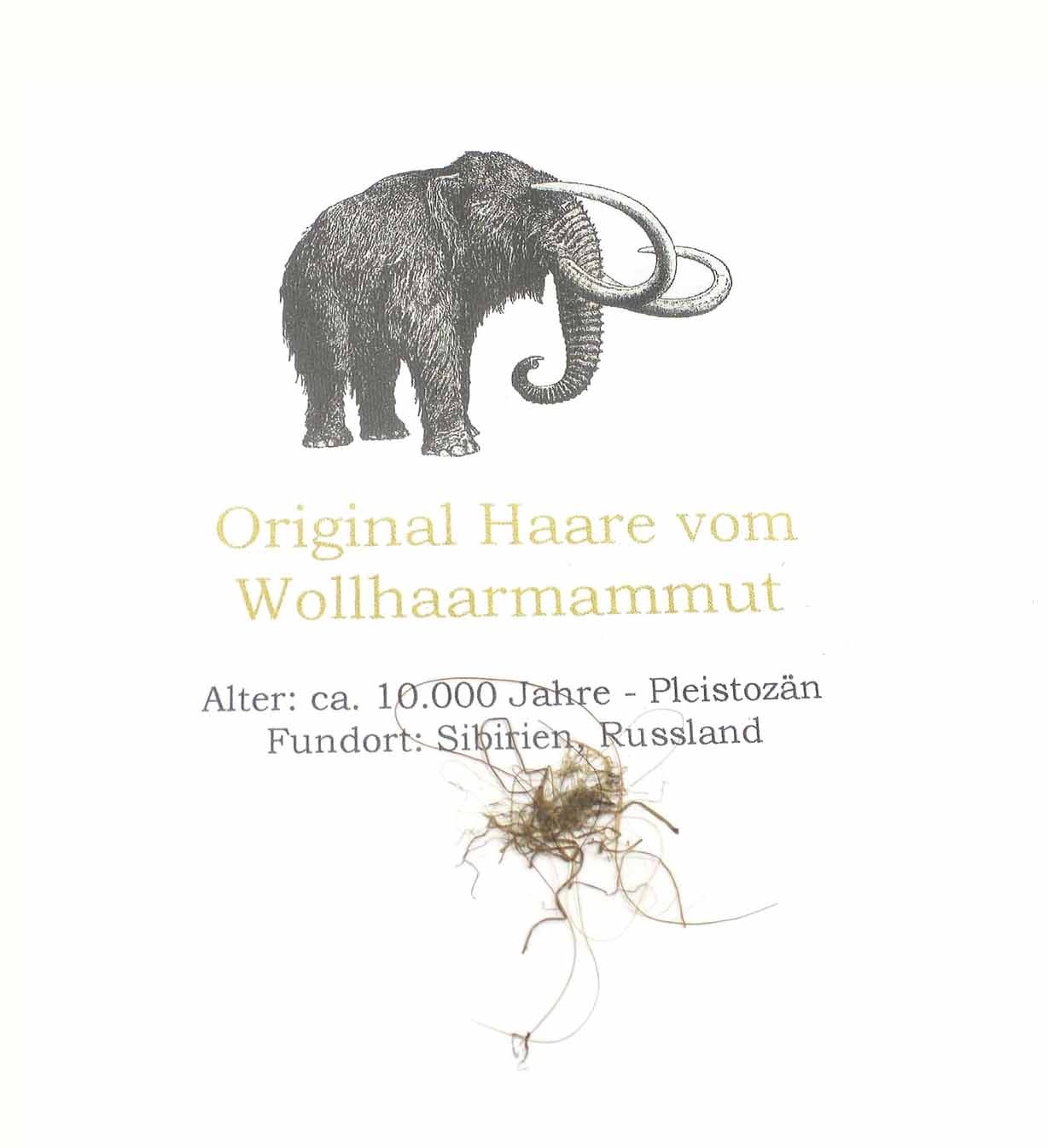 Mammut Haare