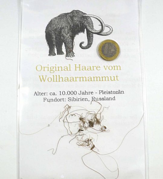 einige Haare vom ausgestorbenen Wollhaarmammut