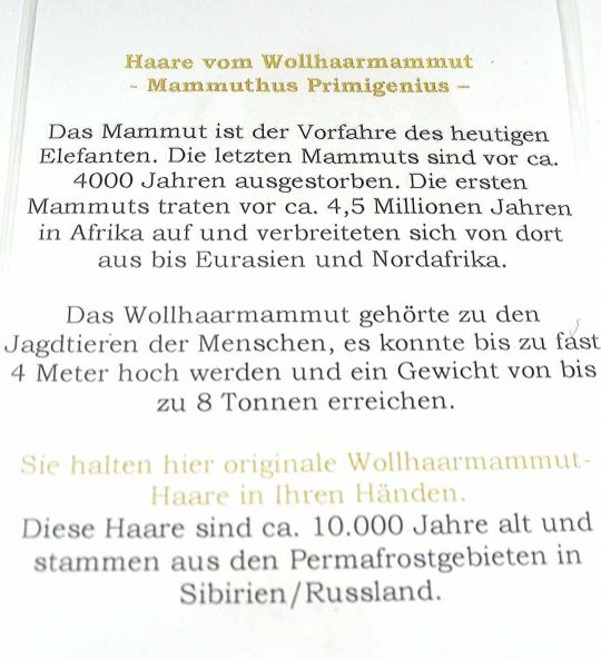 einige Haare vom ausgestorbenen Wollhaarmammut