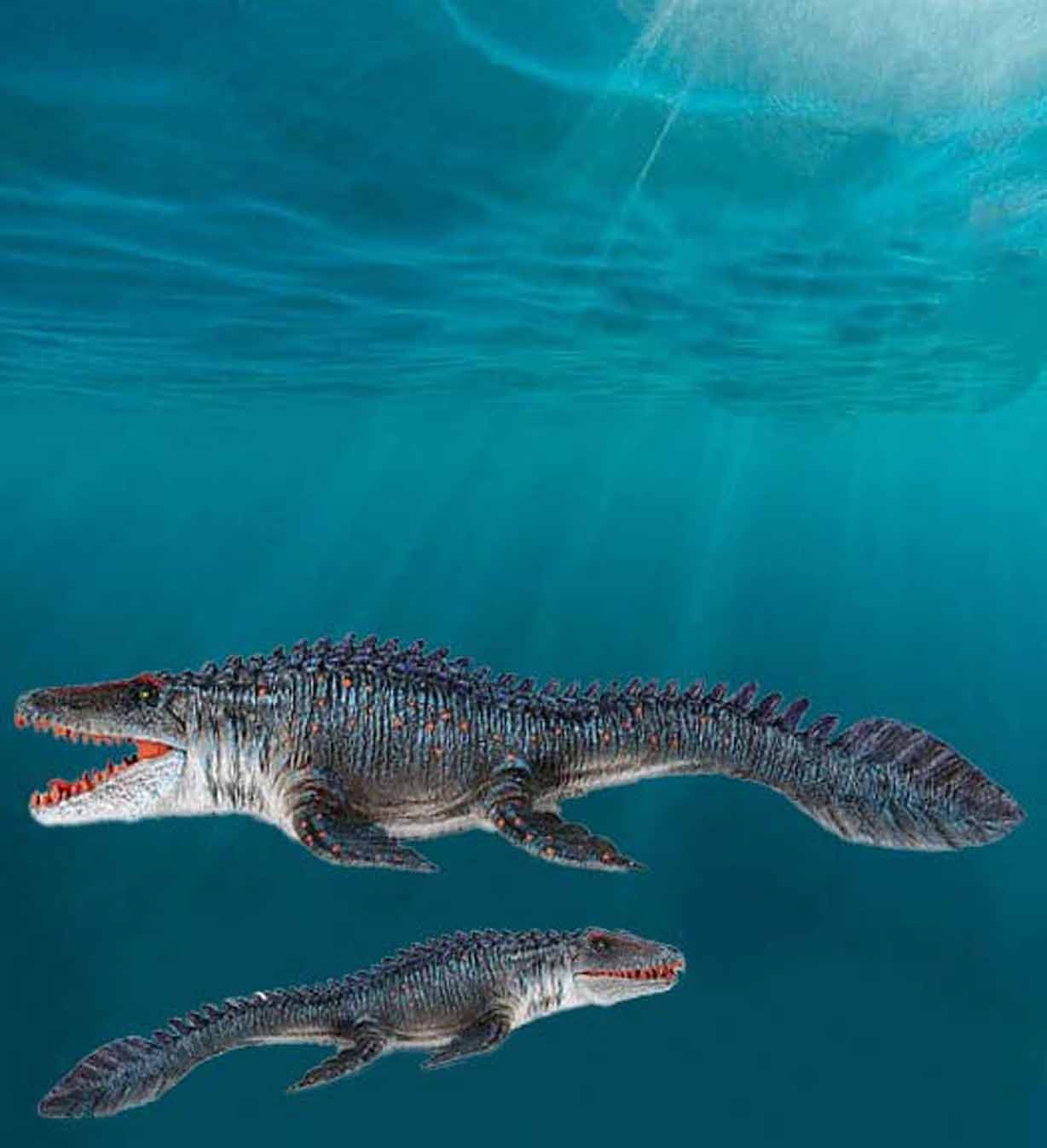 Saurierzahn Mosasaurus in Matrix