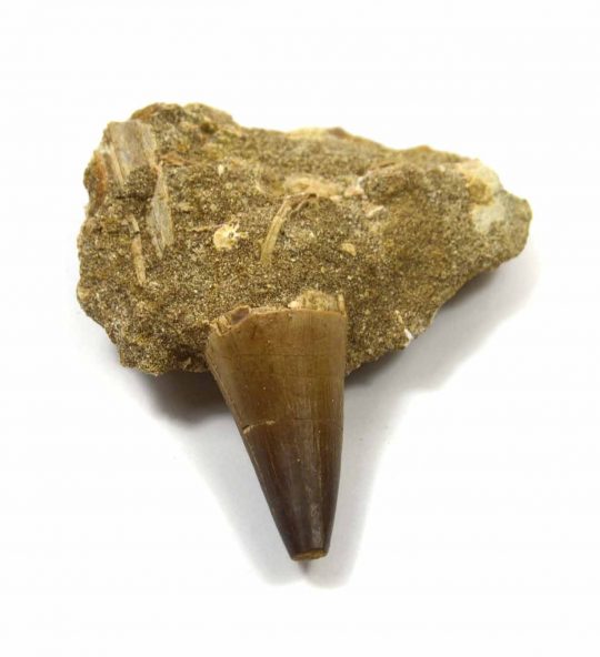 Saurierzahn Mosasaurus in Matrix