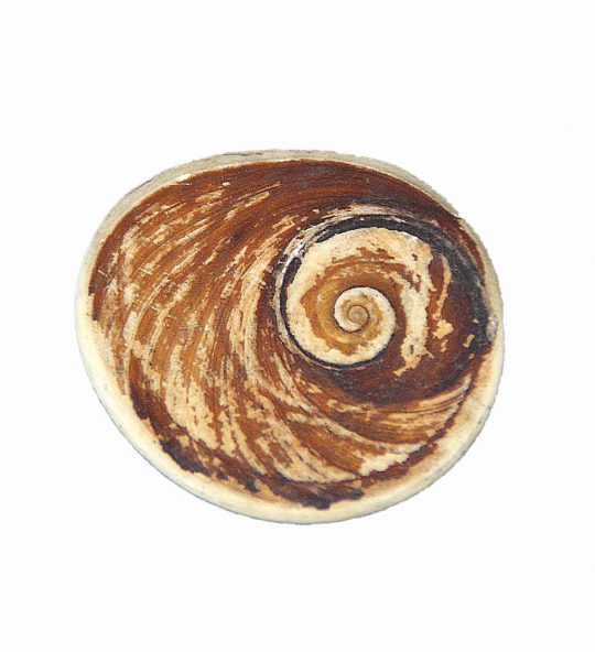 Operculum Natur - Schneckenhauspforte
