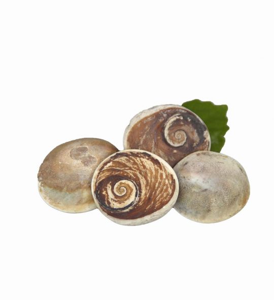 Operculum Natur - Schneckenhauspforte