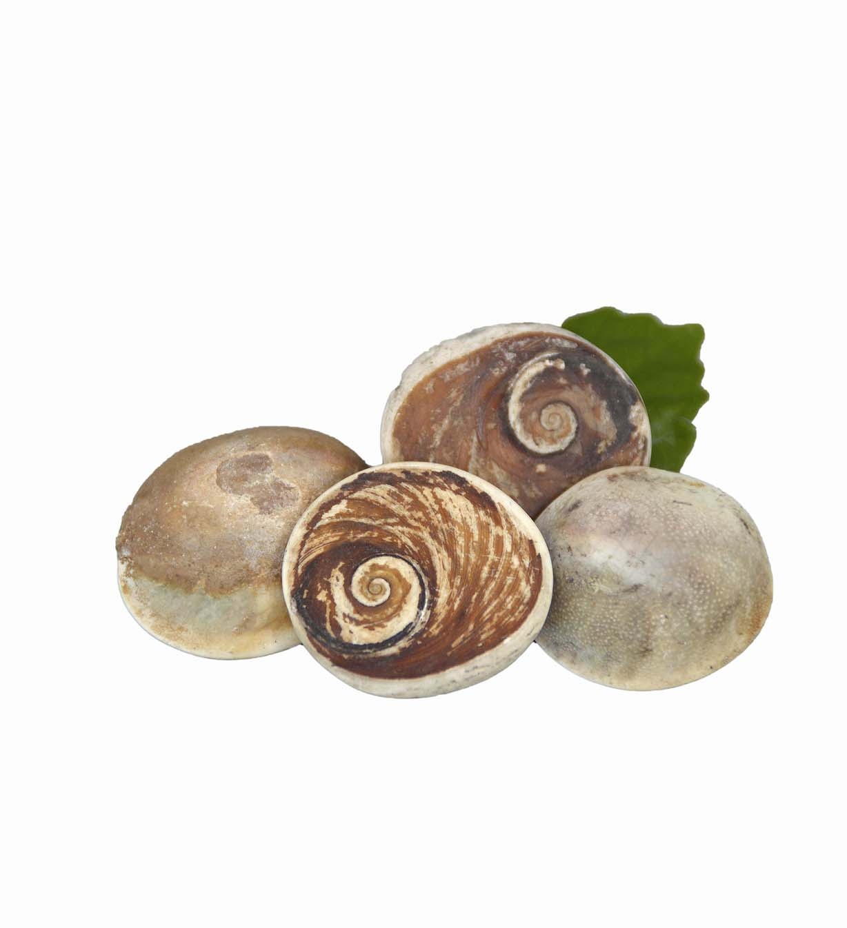 Operculum Natur - Shivas Auge