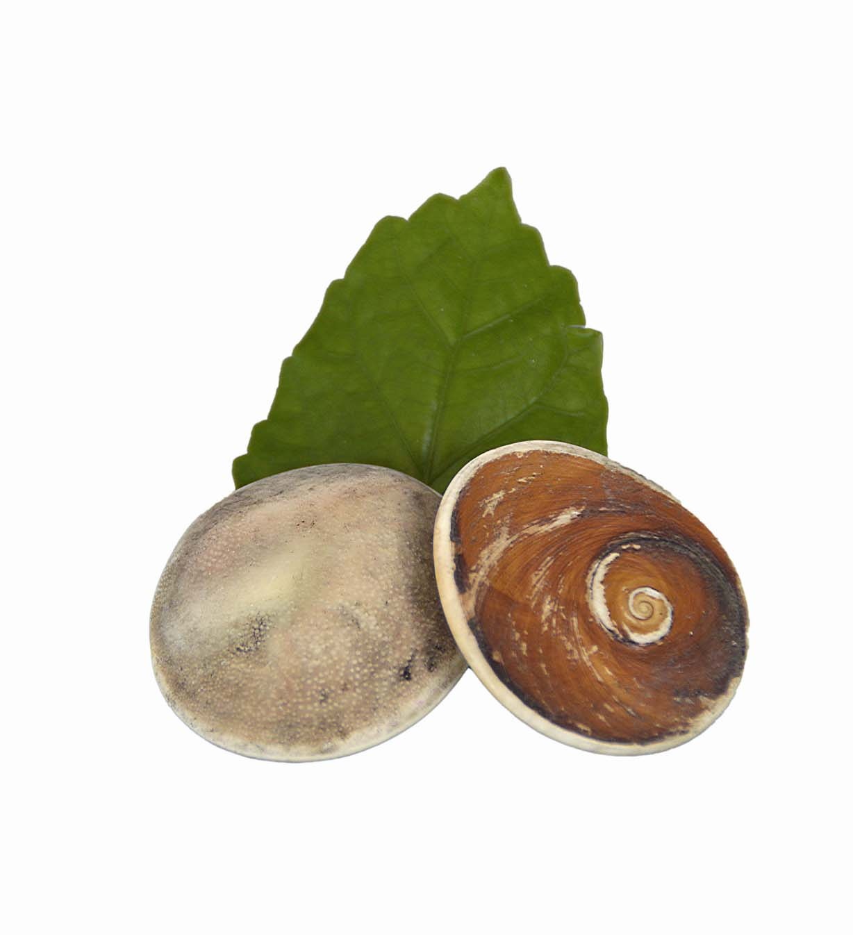 Operculum Natur - Shivas Auge