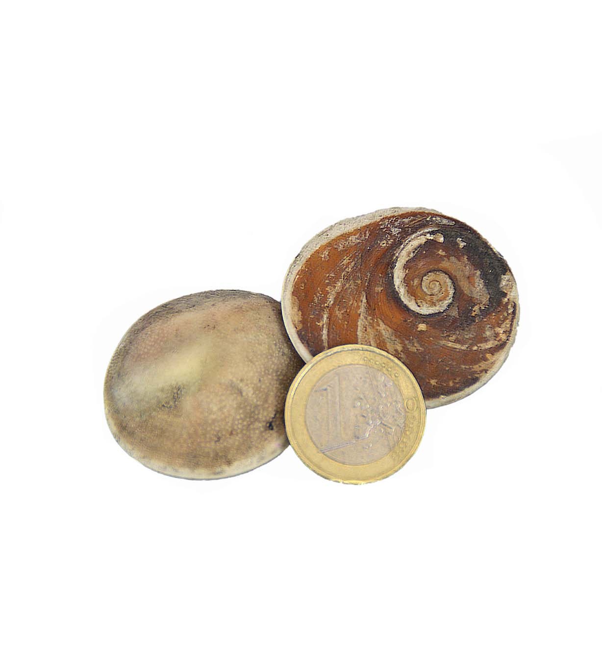 Operculum Natur - Shivas Auge