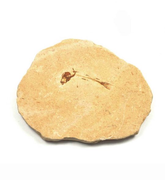 versteinertes Fisch Fossil auf Sandsteinplatte