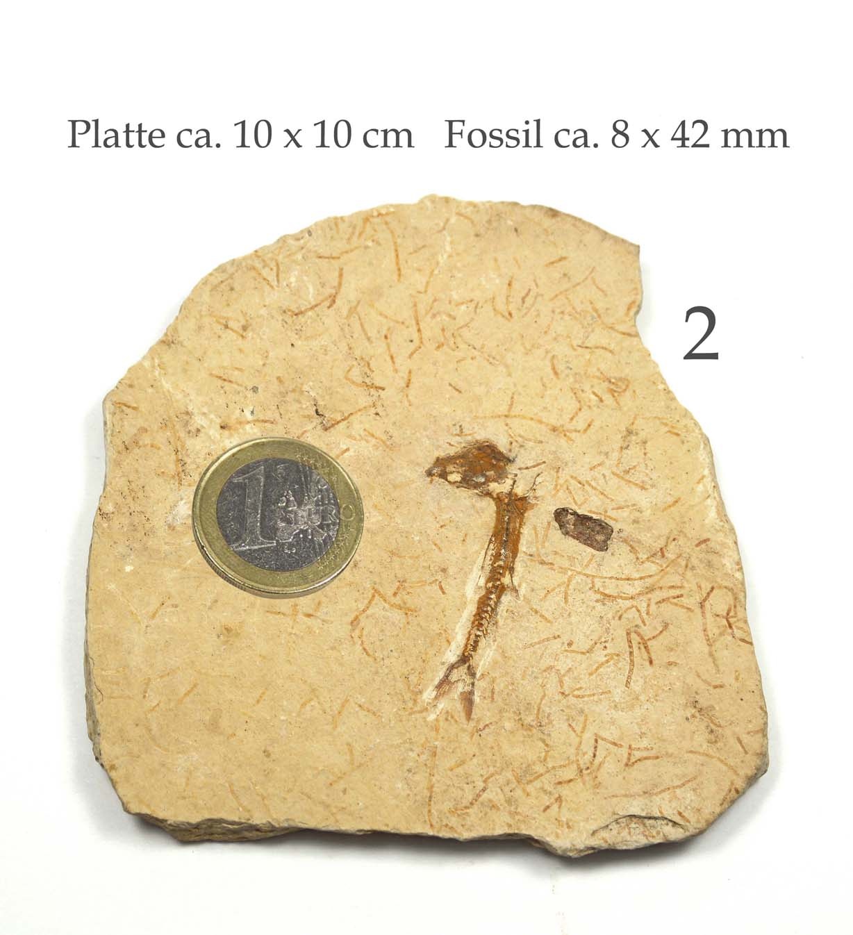 versteinerter Fisch Fossil Abb. 2 auf Sandsteinplatte mit 1-Euro-Stück zum Größenvergleich