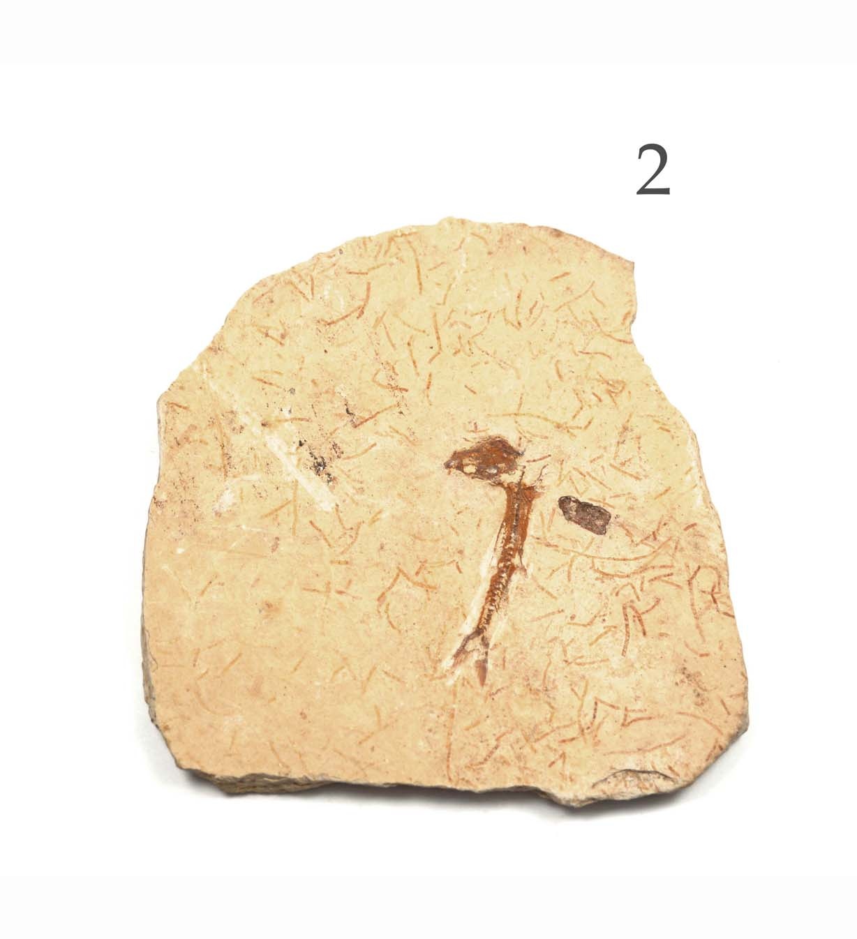 versteinerter Fisch Fossil Abb. 2 auf Sandsteinplatte