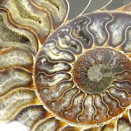 Ammonit Hälfte Nahaufnahme