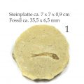 Fisch Fossil Dastilbe Abb. 1 Sandsteinplatte mit Fossil dazu die Abmaße