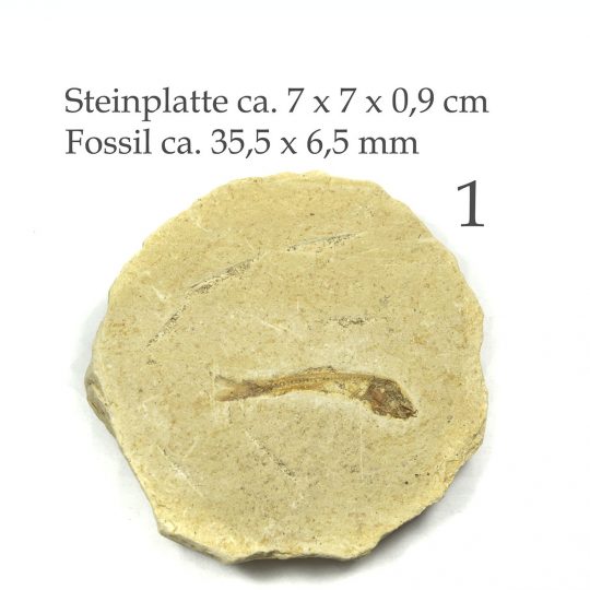versteinertes Fisch Fossil auf Sandsteinplatte
