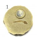 Fisch Fossil Dastilbe Abb. 1 Sandsteinplatte mit Fossil und einem 1-Euro-Stück zum Größenvergleich