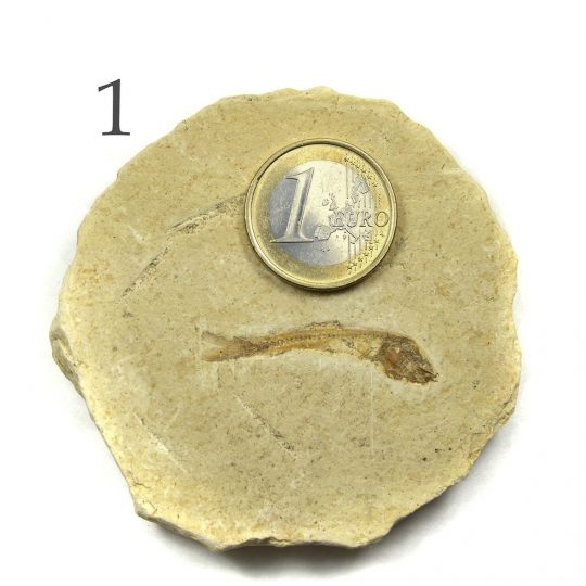 versteinertes Fisch Fossil auf Sandsteinplatte