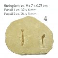 Fisch Fossil Dastilbe Abb. 4 Steinplatte mit zwei Fossilien dazu Abmaße