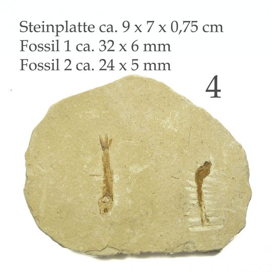 versteinertes Fisch Fossil auf Sandsteinplatte
