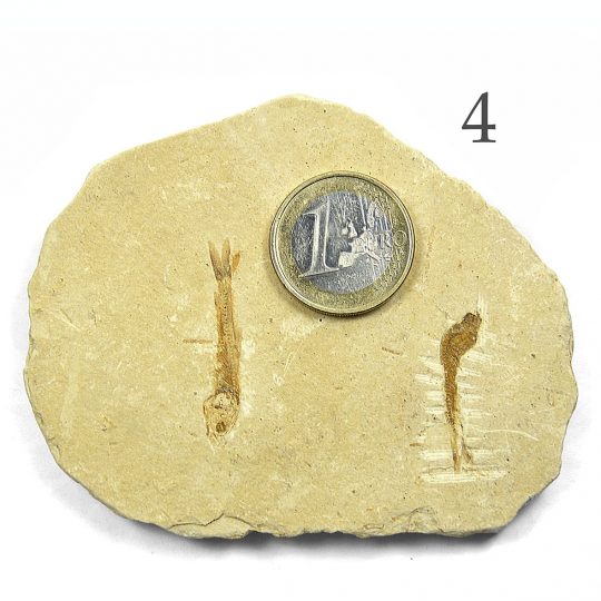 versteinertes Fisch Fossil auf Sandsteinplatte