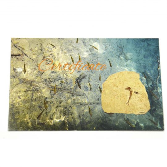versteinertes Fisch Fossil auf Sandsteinplatte