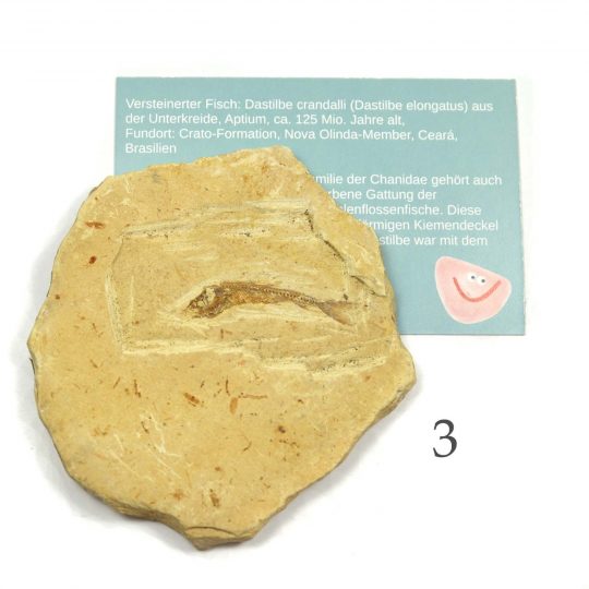 versteinertes Fisch Fossil auf Sandsteinplatte