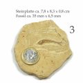 Fisch Fossil Dastilbe Abb. 3 Sandsteinplatte mit Fossil dazu Abmaße und Euro-Stück