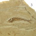 Fisch Fossil Dastilbe Abb. 3 Nahansicht des Fossils