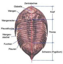 Trilobit groß Aufbau Zeichnung mit Bezeichnungen