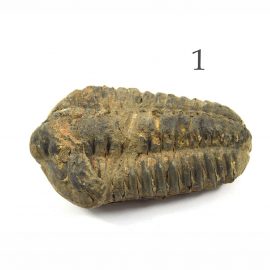 Fossiler Trilobit