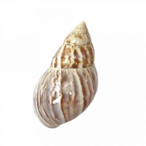 Achatschnecke 2910000ACS 1
