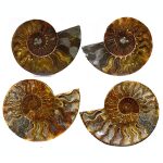 versteinertes Fisch Fossil auf Sandsteinplatte