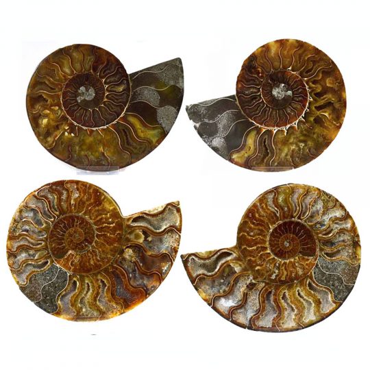 versteinerte Ammonitenfossilhälften / Ammonitenpaare