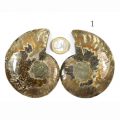 Ammonitenpaar Einzelpaar 1 Rückseite mit 1-Euro-Münze