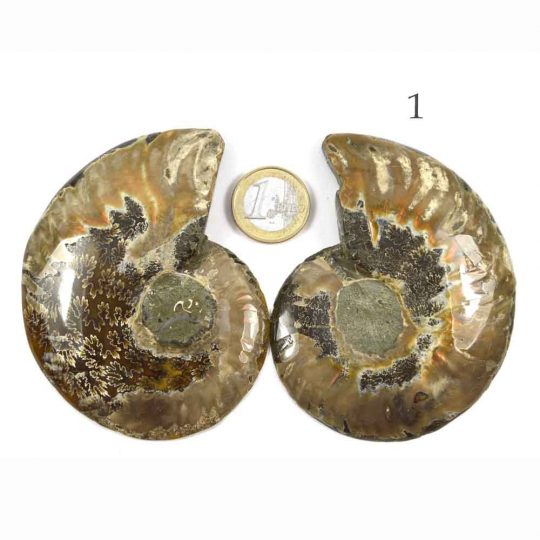 versteinerte Ammonitenfossilhälften / Ammonitenpaare