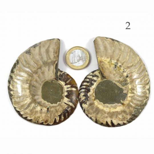 versteinerte Ammonitenfossilhälften / Ammonitenpaare