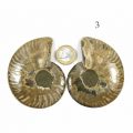 Ammonitenpaar Einzelpaar 3 Rückseite mit 1-Euro-Münze