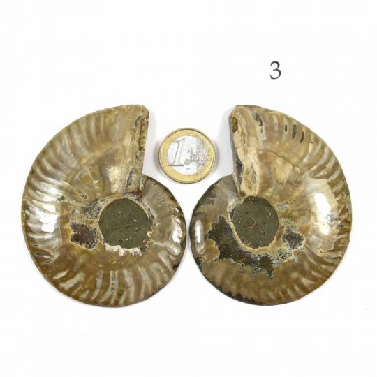 versteinerte Ammonitenfossilhälften / Ammonitenpaare