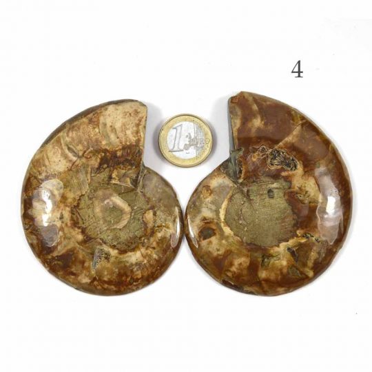 versteinerte Ammonitenfossilhälften / Ammonitenpaare
