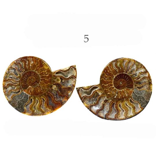 versteinerte Ammonitenfossilhälften / Ammonitenpaare